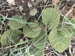 Hermannia transvaalensis