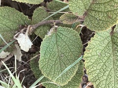 Hermannia transvaalensis