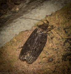 Barea ebenopa