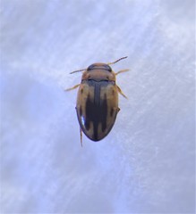 Hydroglyphus amamiensis