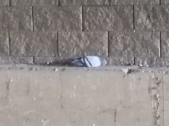 Columba livia domestica