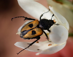 Campulipus limbatus