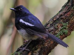 Copsychus albospecularis