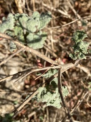 Pseudodictamnus undulatus