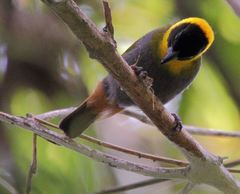 Ploceus nelicourvi