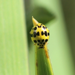 Psyllobora variegata