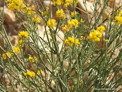 Coronilla juncea