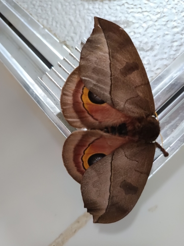 Automeris melanops