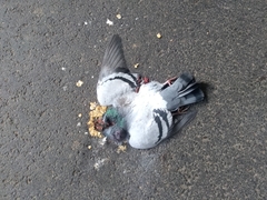 Columba livia domestica