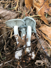Clitocybe odora pacifica