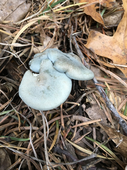 Clitocybe odora pacifica