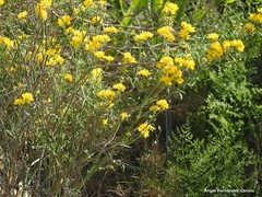 Coronilla juncea