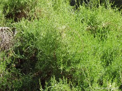 Salsola oppositifolia