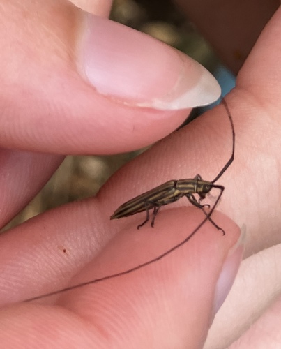 Hippopsis lemniscata