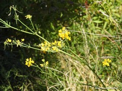 Coronilla juncea