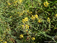 Coronilla juncea