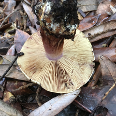 Cortinarius adonis