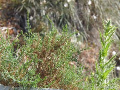 Salsola oppositifolia