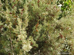 Juniperus phoenicea