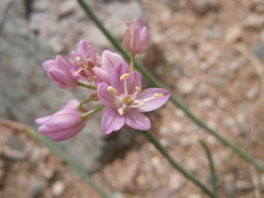 Allium mongolicum
