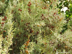 Juniperus phoenicea