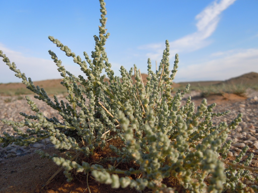 Salsola passerina