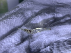 Macrobrachium nipponense