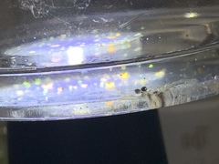 Macrobrachium nipponense