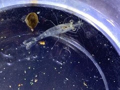 Macrobrachium nipponense