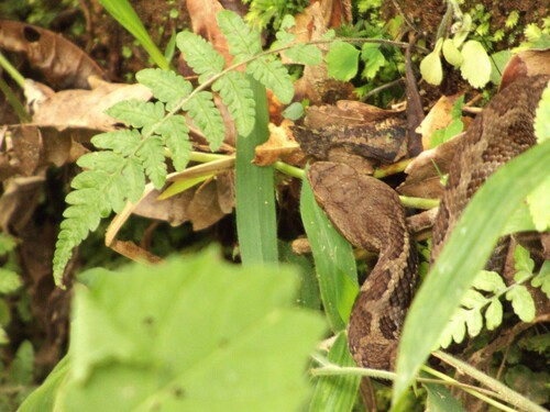 Costa Rica Montane Pitviper