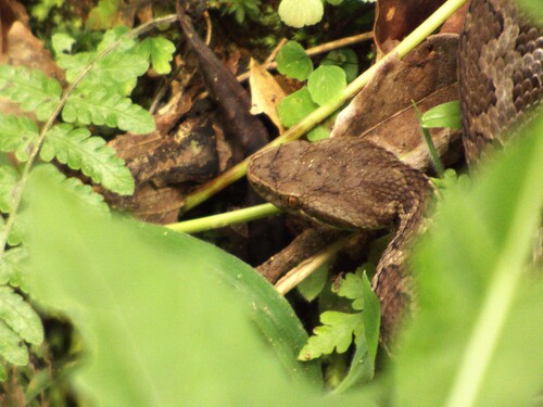 Costa Rica Montane Pitviper