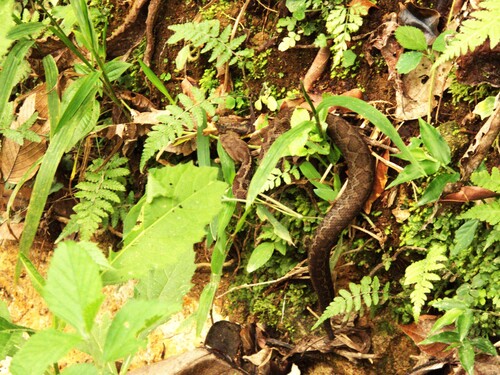 Costa Rica Montane Pitviper