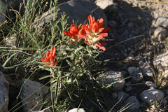 Castilleja integra