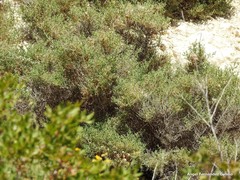 Salsola oppositifolia