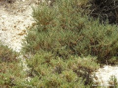 Salsola oppositifolia