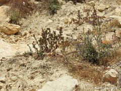 Echium creticum granatense