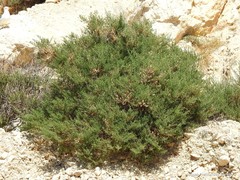 Salsola oppositifolia