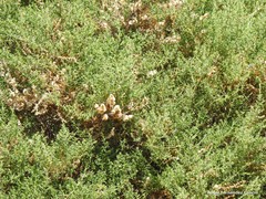 Salsola oppositifolia
