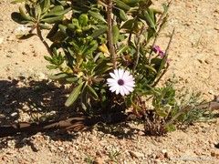 Dimorphotheca ecklonis