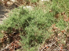 Salsola oppositifolia