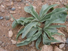 Takhtajaniantha capito