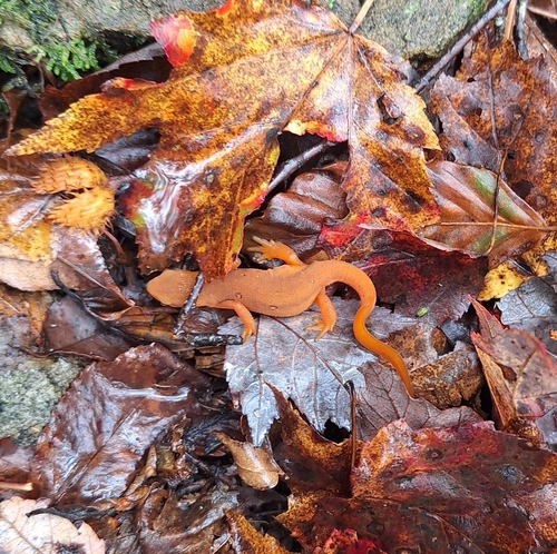 Eastern Newt