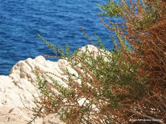 Salsola oppositifolia