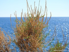 Salsola oppositifolia