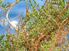 Salsola oppositifolia