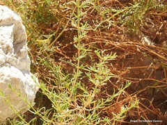 Salsola oppositifolia