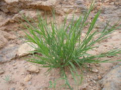 Cleistogenes