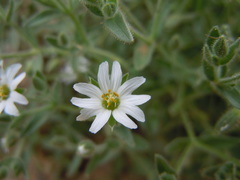 Stellaria dichotoma