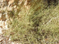 Salsola oppositifolia