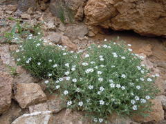 Stellaria dichotoma